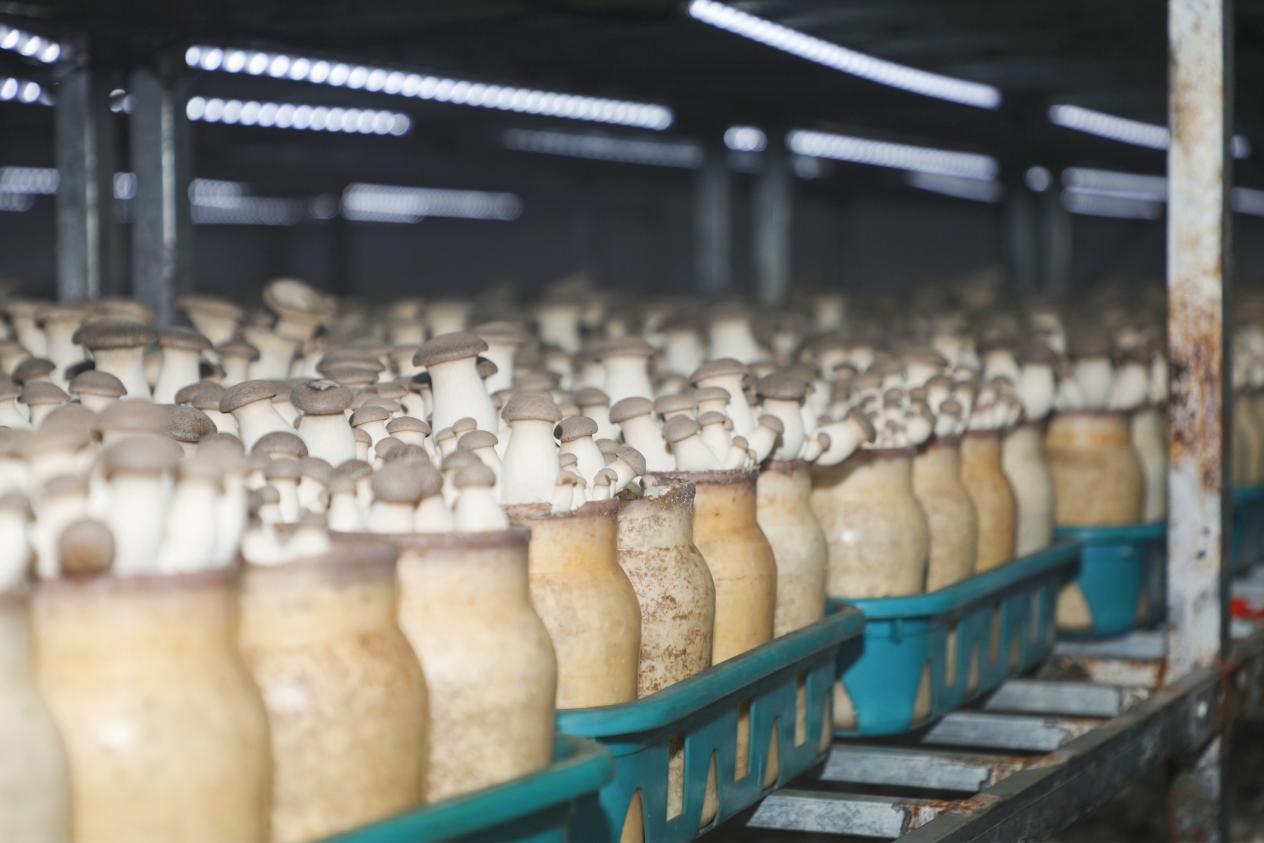 學以致用助力鄉村振興 西海岸新區網信新農人活動成果豐碩，藍莓酒香飄四方